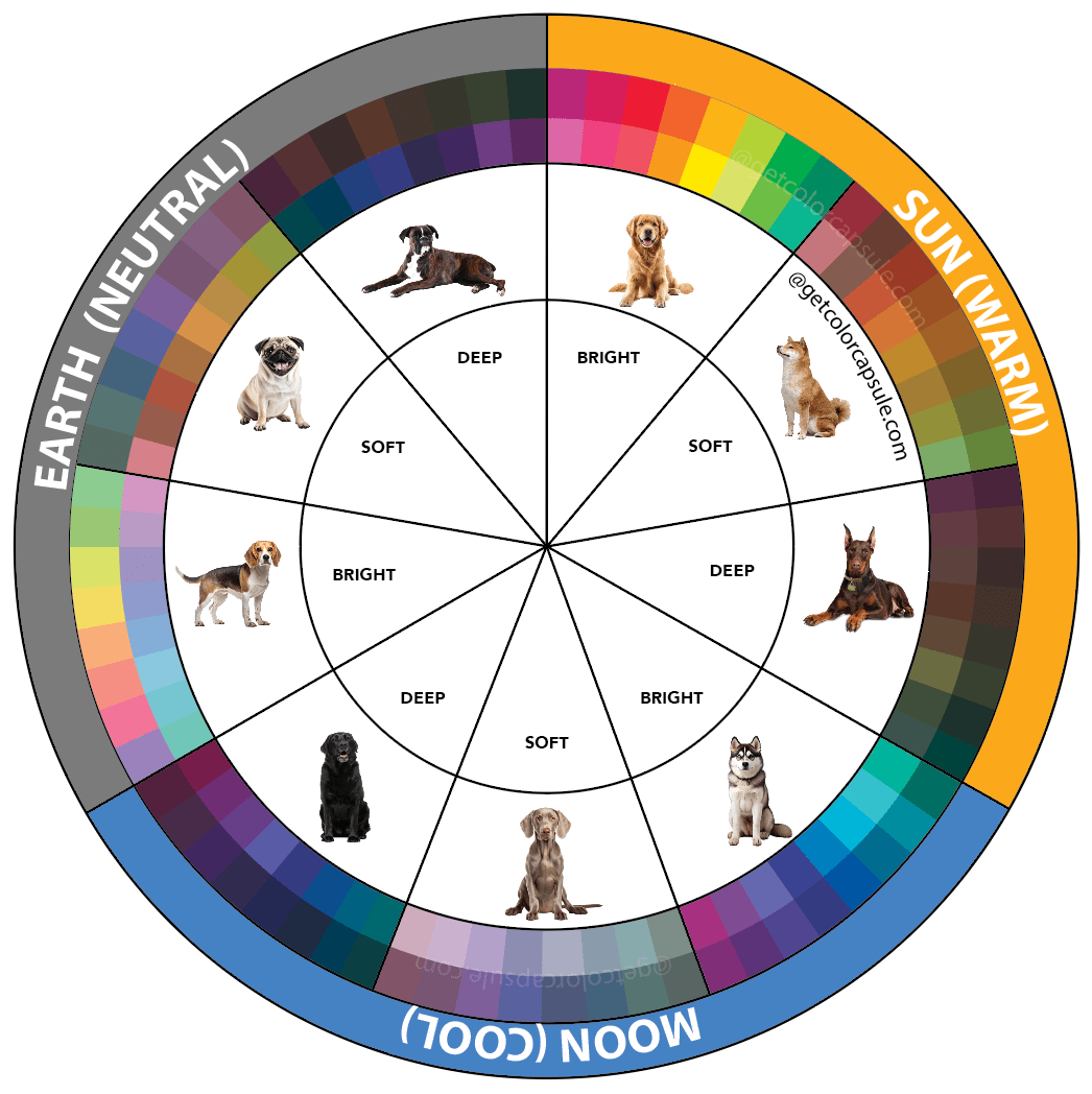 Dog color analysis season